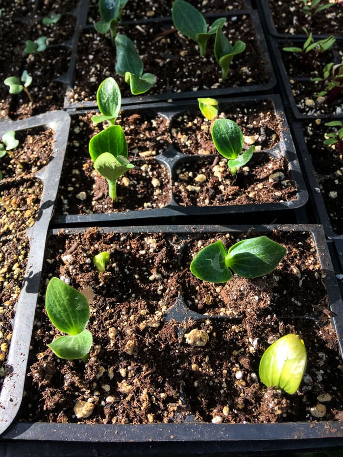 Zucchini seedlings