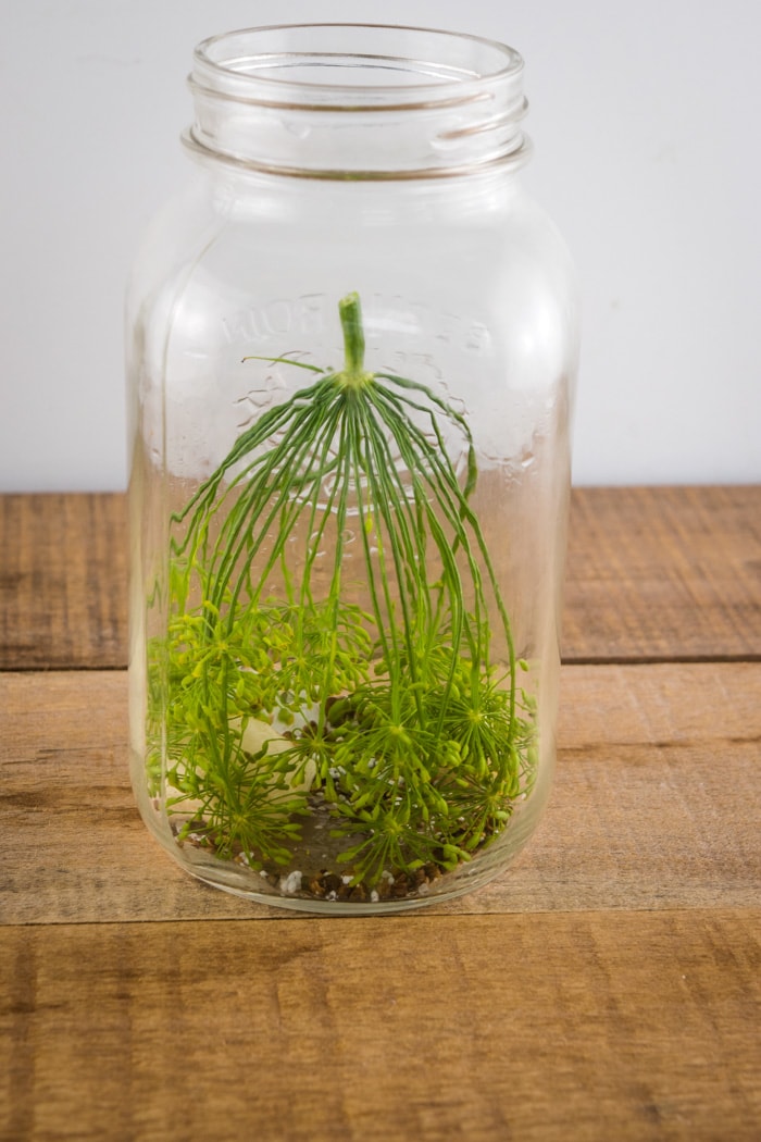 Mason jar with fresh dill, garlic, and pickling spice.