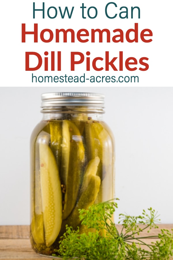 How To Can Homemade Dill Pickles text overlaid on a photo of sliced dill pickles in a canning jar sitting on a wooden counter top and a head of dill in front.