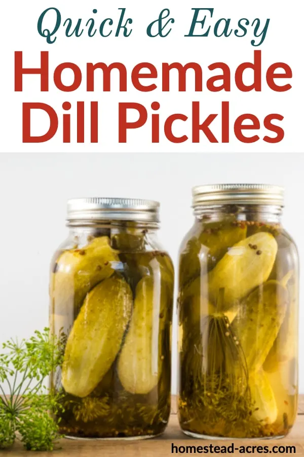 Quick and Easy Homemade Dill Pickles text over a photo of 2 jars of dill pickles on a wooden table and a sprig of dill on the left side.