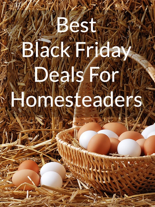 Basket of white and brown eggs on a straw bale. Text overlay says Best Black Friday Deals for Homesteaders.