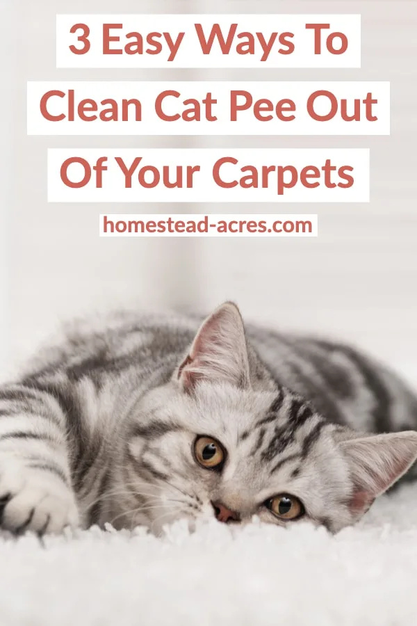 Cute tabby kitten laying on a white carpet with over laid text 3 Easy Ways To Clean Cat Pee Out Of Your Carpets