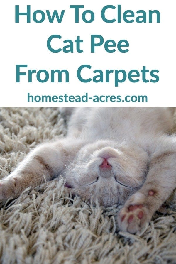 How To Clean Cat Pee From Carpets text overlaid on a photo of a can laying upside down on a carpet.