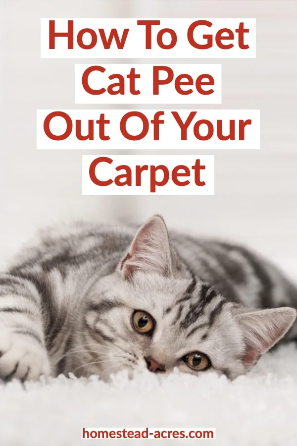 Black and grey tabby kitten laying on a white carpet with over laid text How To Get Cat Pee Out Of Your Carpet