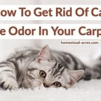 How To Get Rid Of Cat Pee Odor In Your Carpet