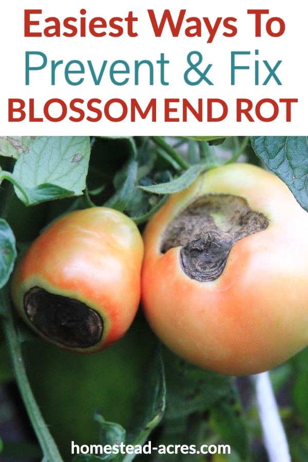 Easiest Ways To Prevent & Fix Blossom End Rot text overlaid on a photo of 2 half ripe tomatoes with dark spots on the bottom.