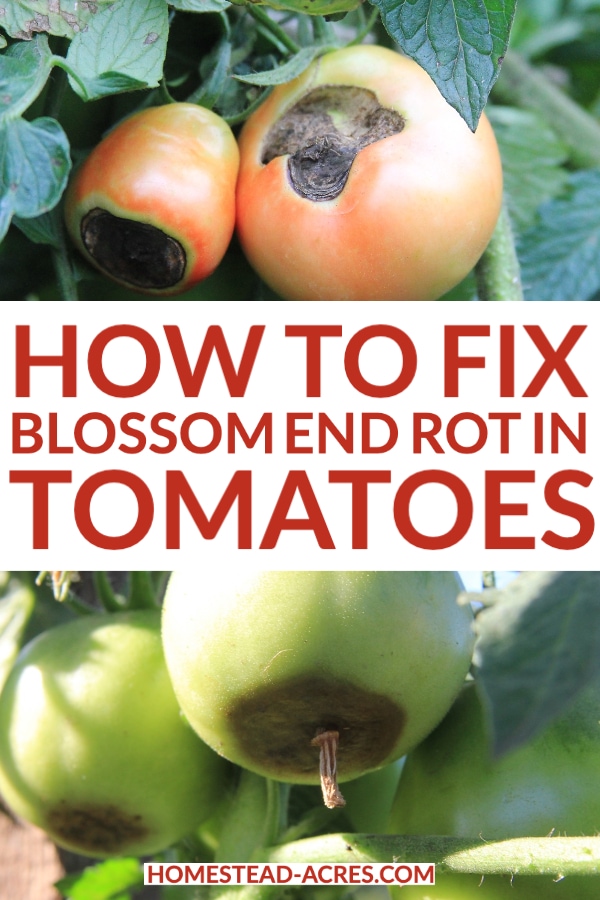 How To Fix Blossom End Rot In Tomatoes text overlaid on a collage image of red and green tomatoes with blossom end rot.