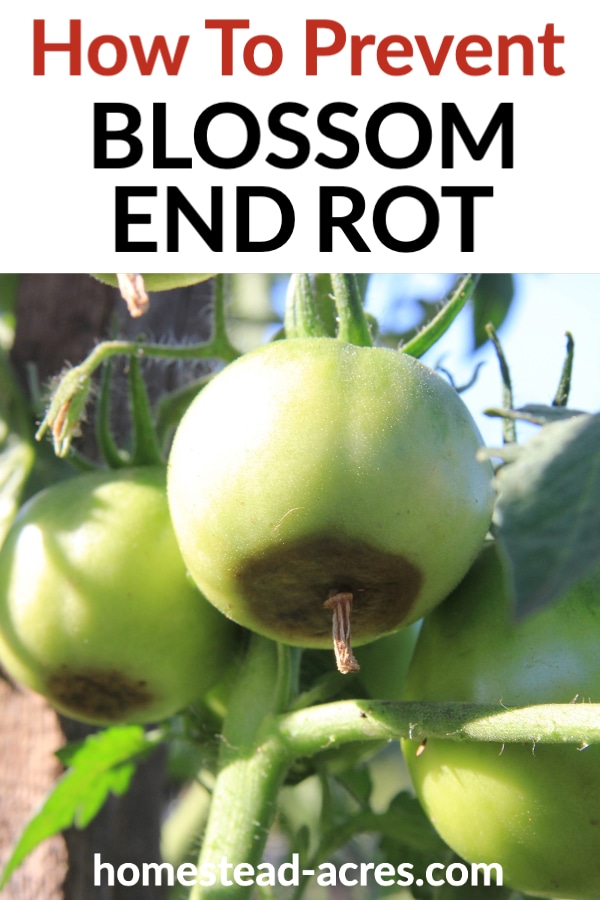 How To Prevent Blossom End Rot text overlaid on a photo of green tomatoes with black spots on the bottom ends.