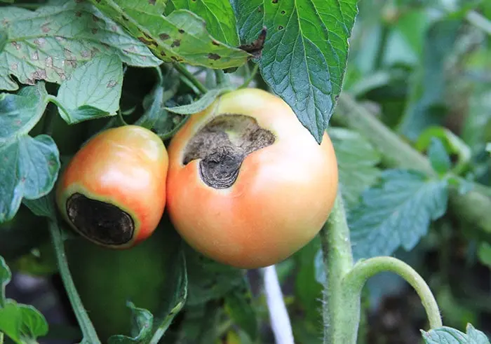 What To Put On Tomatoes For Blossom End Rot