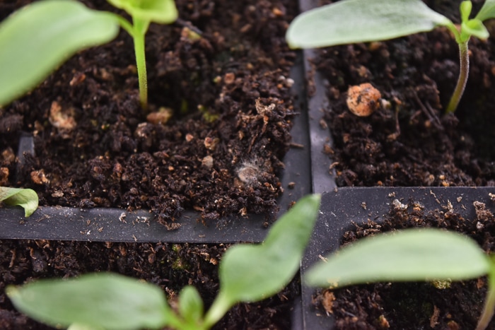 White fluffy mold starting to grow on the soil in a seed starting tray.