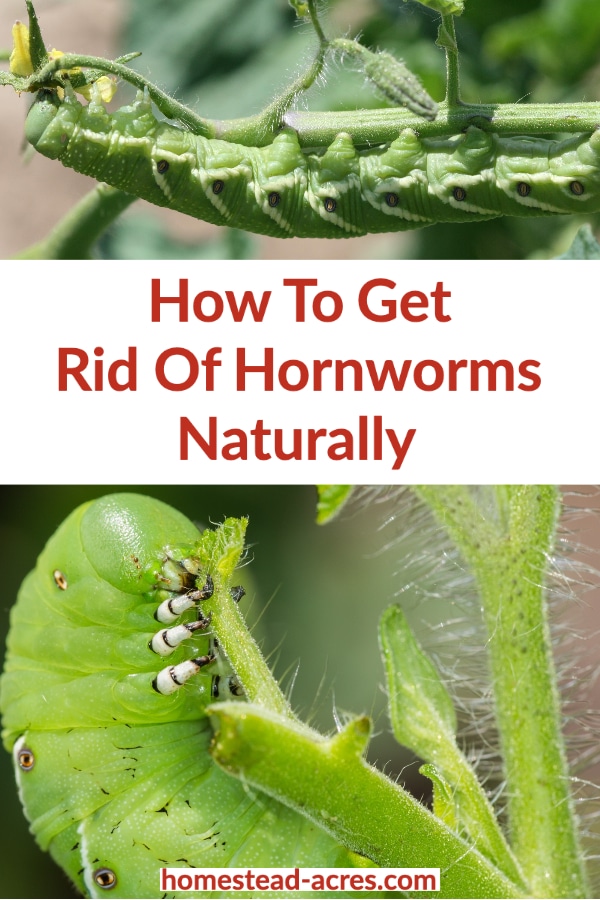 How to get rid of hornworms naturally text overlaid on a photo collage. Top photo is a tomato hornworm feeding on a tomato stem, bottom photo is a tobacco hornworm feeding on a tomato stem.