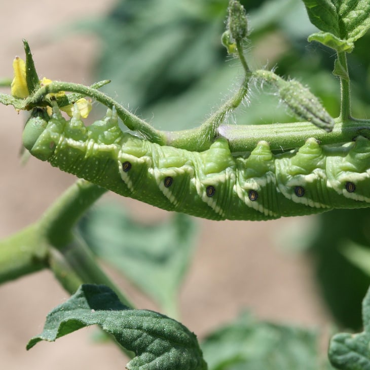 How To Get Rid Of Tomato Hornworms - Hornworm eating a tomato flower and leaf.