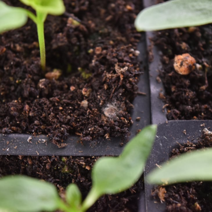How To Get Rid Of White Mold On Seed Starting Soil