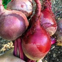 Fresh picked beets from the garden.