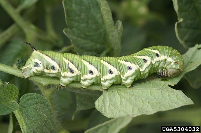 Mature tomato hornworm caterpillar laying on a stem and leaf. Photo credit Whitney Cranshaw, Colorado State University, Bugwood.org.