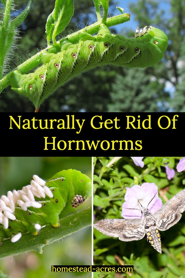 Naturally Get Rid Of Hornworms text overlaid on a photo collage top image is a hornworm eating a tomato plant, lower left a hornworm with parasitic wasp eggs, lower right an hawkmoth.
