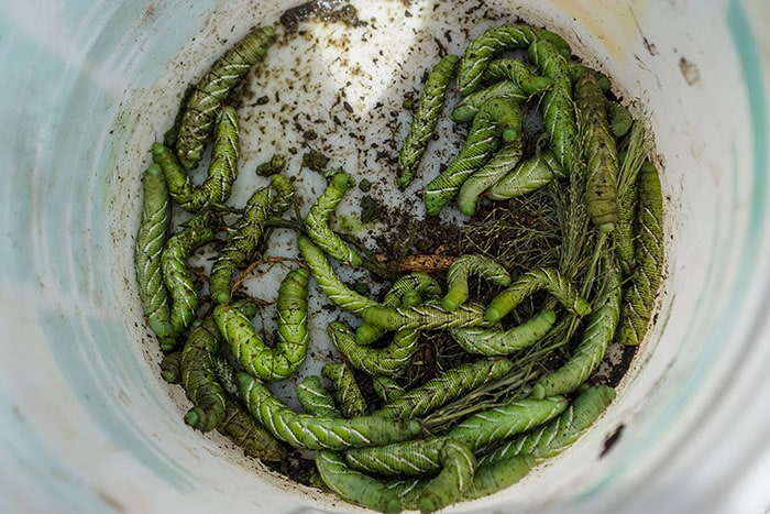 Hornworms collected in a plastic container to dispose of.
