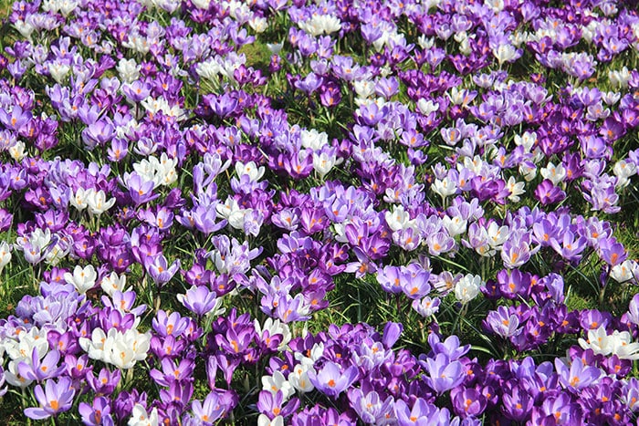 Purple and white crocus covering a lawn with flowers.