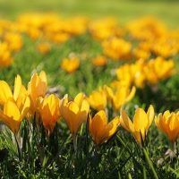 Yellow crocus blooming in the grass.