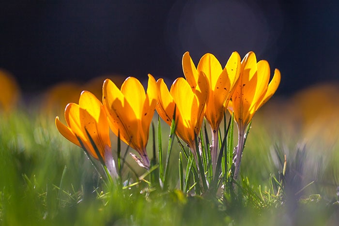 Bright yellow crocus flowers blooming.