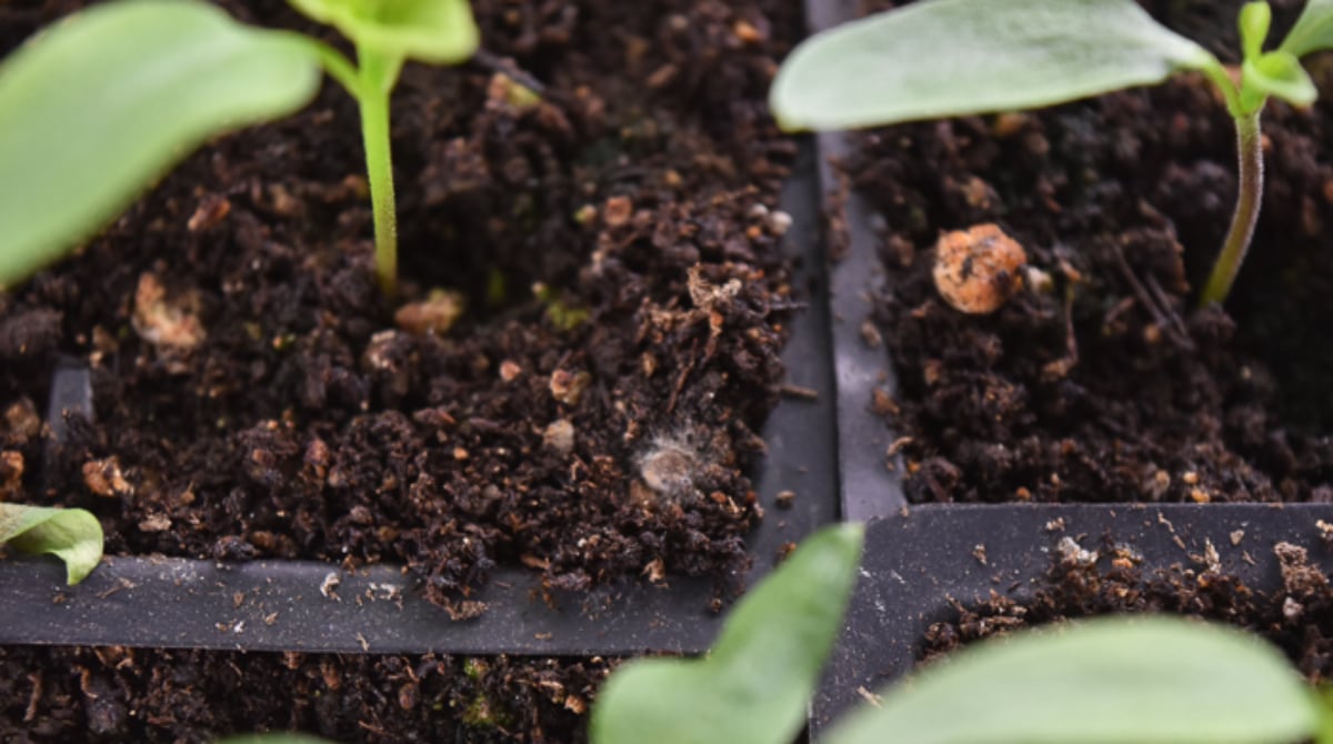 How To Get Rid Of White Mold On Seed Starting Soil