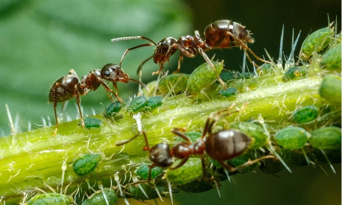 Ants caring for aphids to collect honeydew.