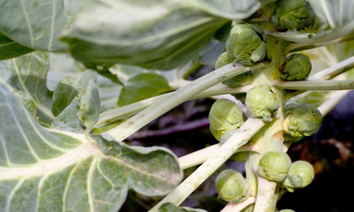 Sprouts ready to start harvesting from the plant.