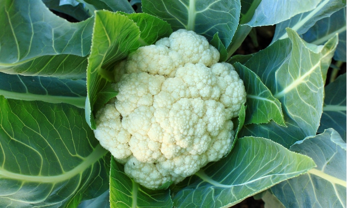 White cauliflower ready to harvest