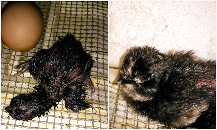 Left: newly hatched black chick resting on the incubator floor. Right: The same chick after drying off.