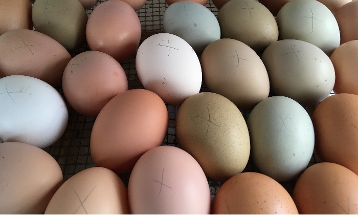 Brown, white, blue, and green colors of chicken eggs in the incubator.