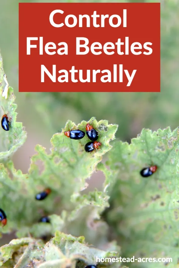 Control Flea Beetles Naturally text overlaid on a photo of red and black flea beetles