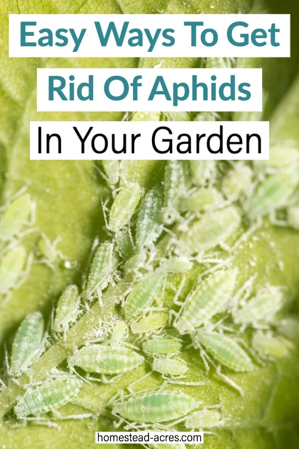 Easiest Ways To Get Rid Of Aphids text overlaid on a photo of light many green aphids.