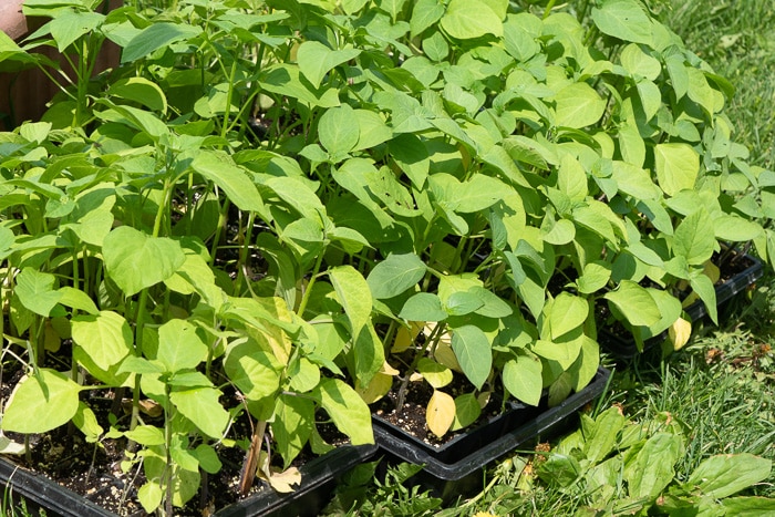 Garden huckleberry seedlings being hardened off before planting.