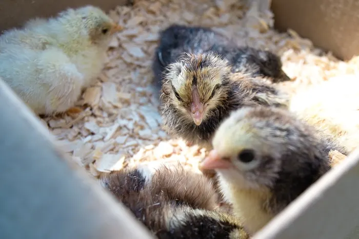 Little chicks in a box being moved from the incubator to the brooder.