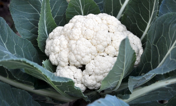 Cauliflower plant fully grown