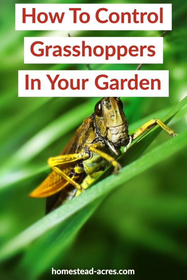 How To Get Rid Of Grasshoppers In Your Garden - Homestead Acres