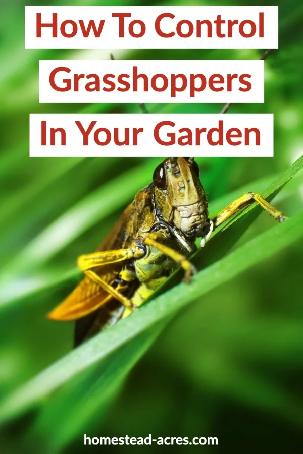 How To Control Grasshoppers In Your Garden text overlaid on a photo of a brown grasshopper on grass
