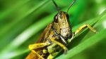 How To Control Grasshoppers In Your Garden