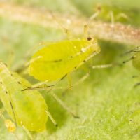 How To Get Rid Of Aphids