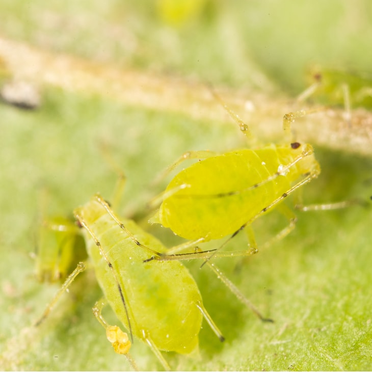 How To Get Rid Of Aphids - photo of green aphids on a leaf
