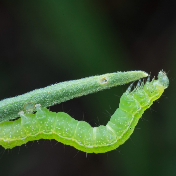 How To Get Rid Of Cabbage Loopers - cabbage looper crawling on a leaf.