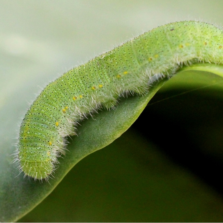 How To Get Rid Of Cabbage Worms