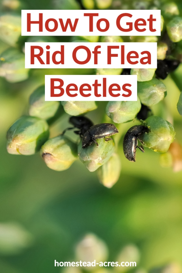 How To Get Rid Of Flea Beetles text overlaid on a close up photo of black flea beetles.