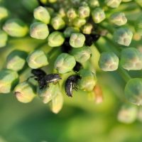 How To Get Rid Of Flea Beetles