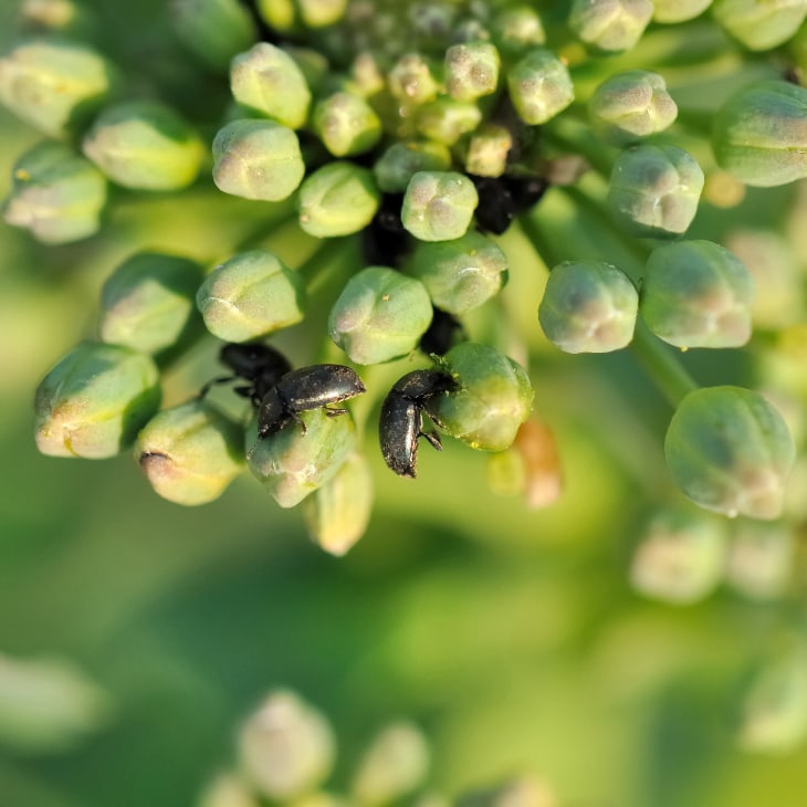 How To Get Rid Of Flea Beetles