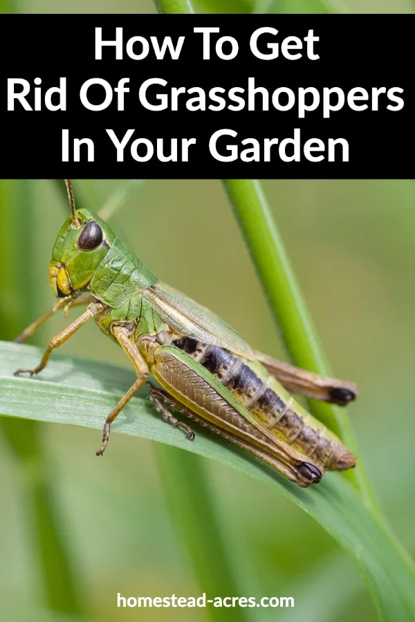 How To Get Rid Of Grasshoppers In Your Garden text overlaid on a photo of a green grasshopper on a blade of grass