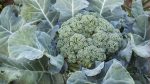 Homegrown broccoli ready to harvest in the garden.