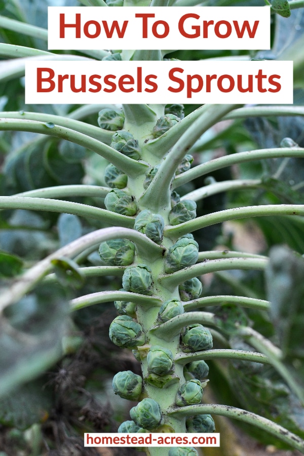 How To Grow Brussels Sprouts text overlaid on a photo of Brussels sprout plants in the garden