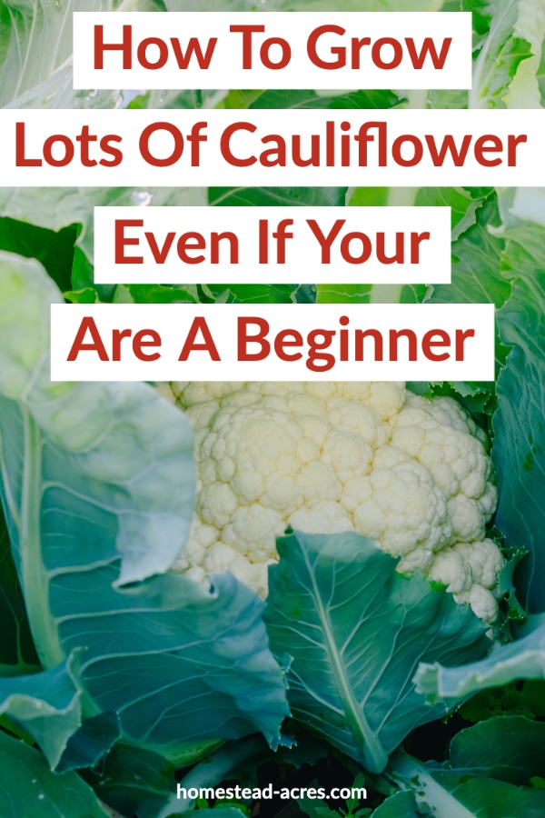 How To Grow Lots Of Cauliflower Even If You Are A Beginner text overlaid on a photo of a cauliflower plant