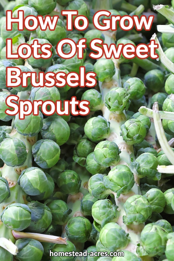 How To Grow Lots Of Sweet Brussels Sprouts text overlaid on a photo of many brussels sprout stocks